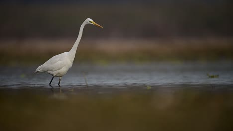 The-great-Egret-in-lake-Side-in-morning