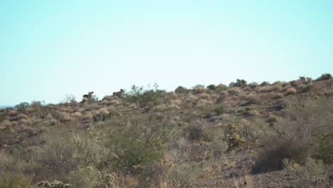 Dickhornschafe-Vieh-Tier-Wandern-Auf-Den-Berg-Valley-Of-Fire-Nevada-Mojave-Wüste-Landwirtschaft-Natur-Reisen-Amerika-USA