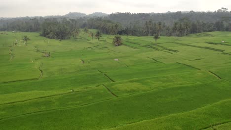 Lush-green-rice-paddies-in-Bali-during-rainy-season-before-harvest,-Indonesia