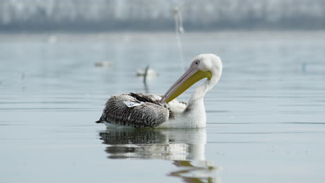 Young-Great-white-pelican-cleaning-preening-feathers-lake-Kerkini