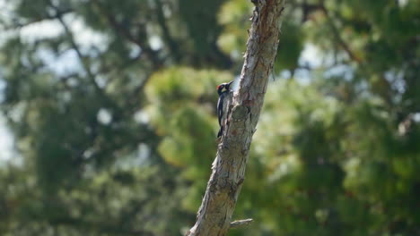 Woodpecker-Perched-on-Tree-Trunk-in-Forest