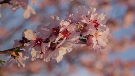 Flowers-branch