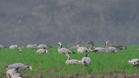 Bandada-De-Gansos-Pastando-En-Los-Campos