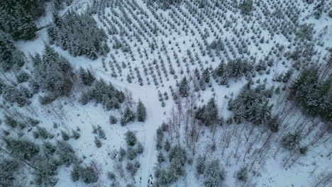 Aerial-view-overlooking-a-spruce-and-fir-plantation-on-a-gloomy,-winter-day