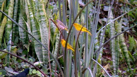 Reinitas-Amarillas-Posadas-Entre-Plantas-De-Serpientes-Verdes