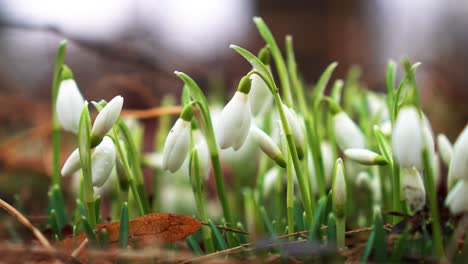 Close-up-static-shot-of-snowdrops-in-windy-garden-with-bell-shaped-flower
