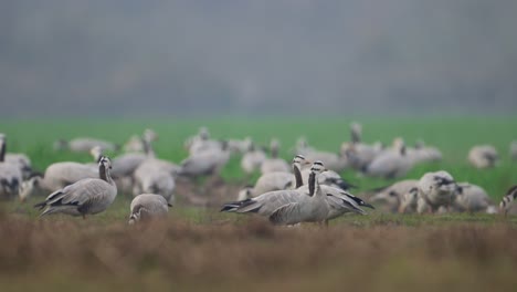 The-Flock-of-Bar-headed-goose-grazing-in-Wheat-Fields