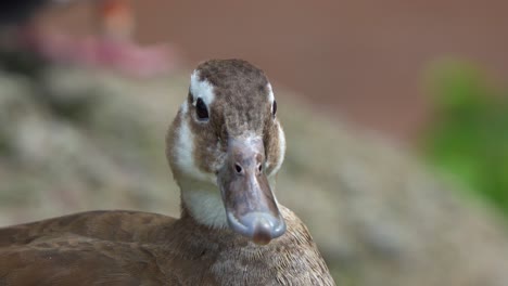 Extreme-close-up-portrait-shot-of-a-female-ringed-teal-duck,-callonetta-leucophrys-staring-at-the-camera