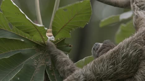 Faultier-Mutter-Mit-Baby-Klammert-Sich-An-Baum-In-Costa-Rica-Karibik,-üppige-Grüne-Blätter-Um