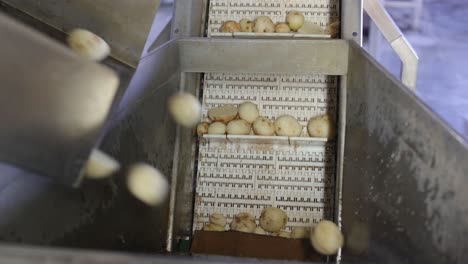 POV-Aufnahme-Kartoffeln-Werden-Gereinigt-Und-Fallen-Auf-Das-Förderband