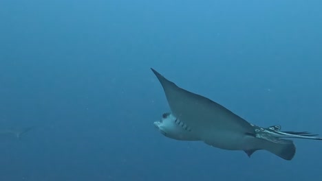 Diver-filming-spotted-eagle-ray-swim-closely-past-him,-closeup-tracking