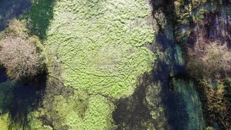 Overhead-decending-shot-over-algae-on-a-lake-at-Otterhead-Lakes-South-West-England-on-a-bright-sunny-morning