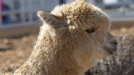 Retrato-De-Alpaca-Blanca-Masticando-Al-Aire-Libre-En-El-Campo-Agrícola,-De-Cerca