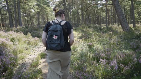 A-woman-walks-through-a-forest-and-heathland,-with-the-camera-following-her