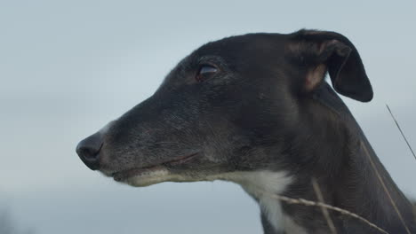 Greyhound-pet-animal-with-long-neck,-closeup