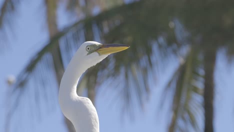 Great-Egret-closeup-looking-for-fish-scraps-with-palm-trees-in-background-in-Florida