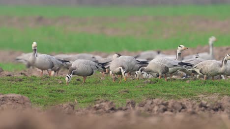Flock-of-Bar-headed-goose-grazing