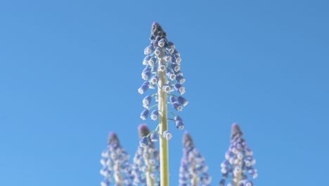 Vista-De-Flores-De-Jacinto-De-Uva-Azul,-También-Conocidas-Como-Muscari,-Contra-Un-Cielo-Azul-Claro