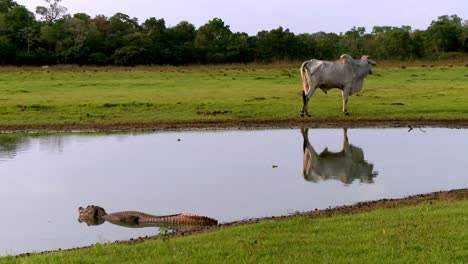 Cow-Grazing-Near-Water-with-Alligator-Present-in-Pasture
