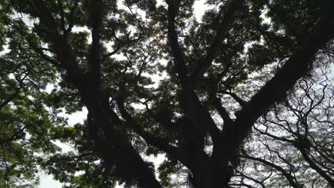 Sonnenlicht-Scheint-Durch-Das-Laub-Und-Die-Zweige-Eines-Prächtigen-Baumes