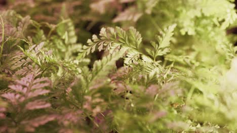 Strong-airflow-blowing-fern-plant-leaves-in-the-grow-tray