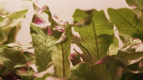 Un-Primer-Plano-Deslizante-Que-Muestra-La-Planta-Del-Helecho-Cocodrilo