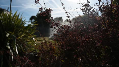 Aspersor-De-Jardín-A-última-Hora-De-La-Tarde,-Luz-Del-Sol,-Disparo-Distante-Detrás-De-Las-Plantas-En-Primer-Plano-Y-Muy-Enfocado