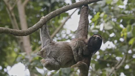 Hanging-from-a-tree-the-endearing-sloth-epitomises-the-laid-back-vibe-of-the-rainforest
