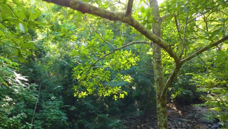 Wunderschöne-Aussicht-Auf-Den-Wald-Und-Das-Felsige-Flussbett-Mit-Geflecktem-Sonnenlicht,-Das-Durch-Das-Blätterdach-Bricht