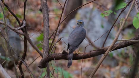 Seen-from-its-back-looking-to-the-left-while-perched-on-a-branch-deep-in-the-forest-during-summer,-Crested-Goshawk-Accipiter-trivirgatus,-Thailand