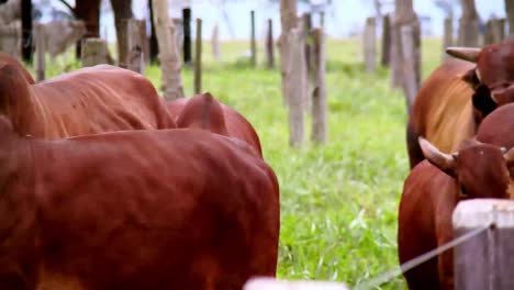 Manada-De-Toros-Brahmanes-Rojos-Pastando-En-Pastos-Naturales,-Raza-Más-Resistente-A-Las-Altas-Temperaturas.