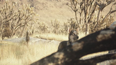 Still-shot-of-dog-canine-pet-animal-in-wildlife-desert-vegetation-region-conservation-valley-Mojave-Southern-California-America-USA
