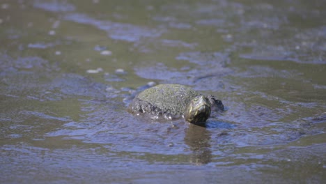 Red-Eared-Slider-Turtle-walking-through-mud-and-looking-around-in-Florida-wetland-habitat