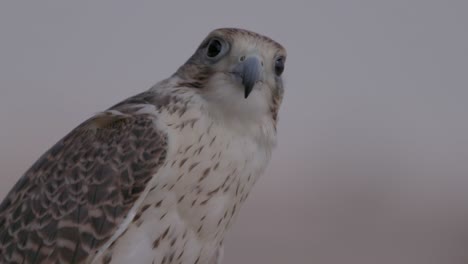 Close-up-of-a-falcon-at-twilight,-detail-on-feathers-and-alert-eyes