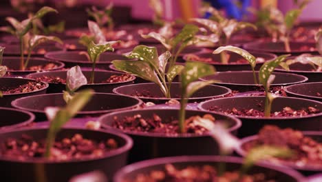 Un-Primer-Plano-Panorámico-Que-Captura-Una-Planta-Bajo-Una-Luz-Rosa-Creciente