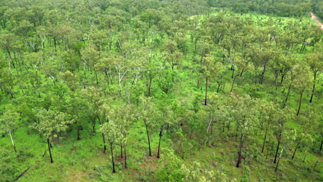 Aerial-drone-of-Green-Forest-Trees-with-Sparse-Vegetated-Understory-in-Outback-of-Australia