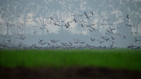 the-Flock-of-goose-flying-and-landing-in-Wheat-Fields-for-grazing