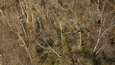 Animal-Deers-In-Forest-With-Bald-Trees-During-Sunny-Day