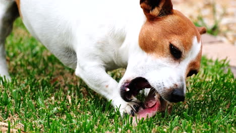 Jack-Russell-terrier-on-grass-chewing-on-bone-received-as-reward,-close-up