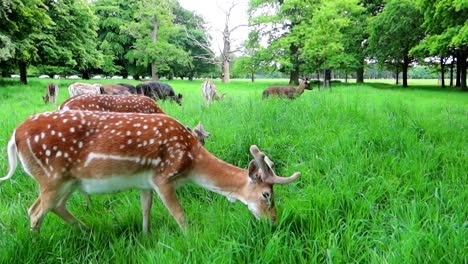 Handheld-closeup-shot-of-a-spotted-brown-deer-grazing-in-Phoenix-Park,-Dublin