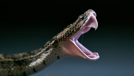 cottonmouth-snake-yawns-to-realign-jaw-and-display-fangs-after-meal-slomo---studio