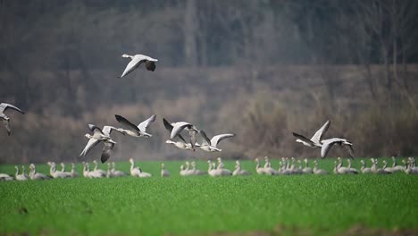 the-Flock-of-bar-headed-Goose-Flying