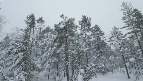 Schneefall-Im-Winterlichen-Wald-In-Der-Ländlichen-Natur