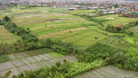 Drone-view-of-rice-fields-with-urban-expansion-of-Denpasar-in-the-background,-Bali,-Indonesia