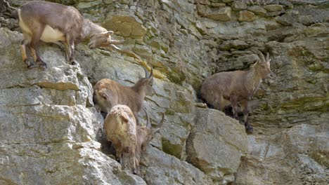 Gruppe-Von-Alpensteinböcken-Ruht-Auf-Steilen-Klippen-Des-Berges