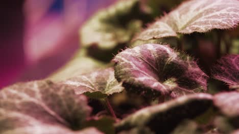 Macro-shot-of-a-plant-leaf-under-a-pink-growing-light