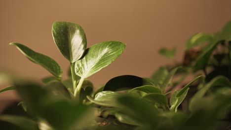 Sliding-close-up-shot-of-the-Philodendron-Birkin-under-LED-light