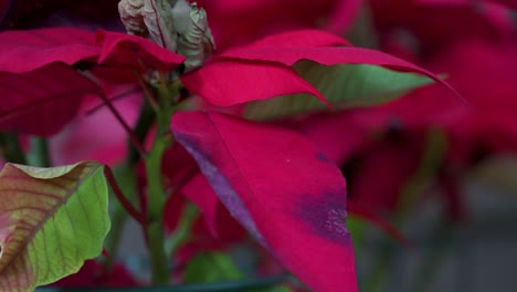 Blick-Auf-Ein-Verwelktes-Und-Beschädigtes-Rotes-Blatt-Einer-Weihnachtssternblume,-Einer-üblichen-Saisonalen-Haushaltsdekoration