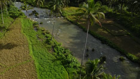 Lush-green-fields-and-river-on-bohol-island,-philippines,-with-tropical-trees,-aerial-view