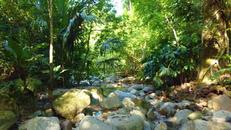 jungle-forest-river,-big-rocks-in-amazon-like-sunny-exotic-wilderness,-hanging-trees,-palm-trees